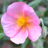 Helianthemum Ben Lomond - Abriachan Nurseries
